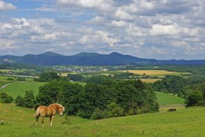 Weitblick über eine Wiese mit Pferden
