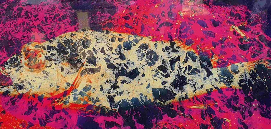 Auf Alu Dibond „Purple Fish“ von Sia Korthaus. (Foto: Gemeinde Wachtberg/mf)