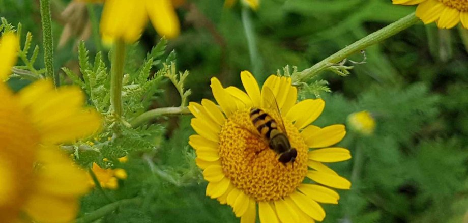 Schwebfliege auf Färberkamille (Foto: Birte Kümpel)