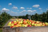 2020 Herbst Wachtberg